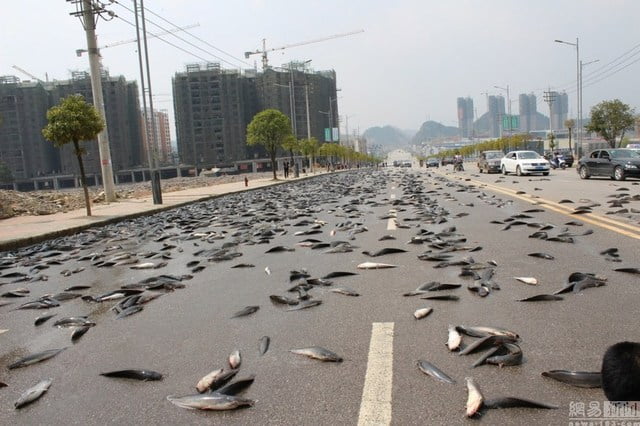 Ohmedia ikan keli tengah jalan 2jpg