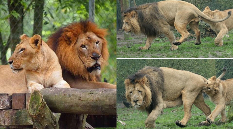 Viral Gambar  Singa  Zoo Negara Kurus Tak Bermaya Alasan 