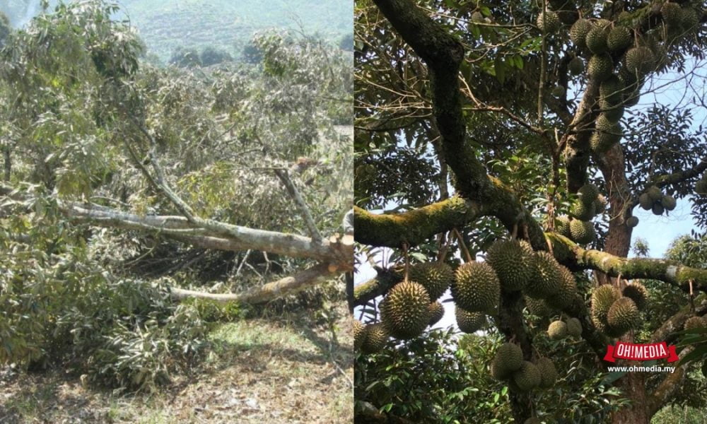 Pekebun Durian Haram Pahang Diberi Amaran Terakhir