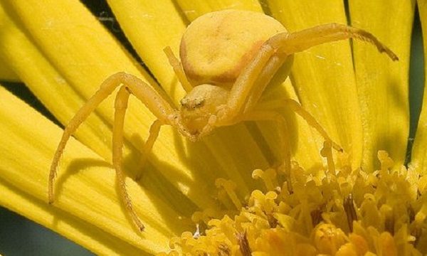 Goldenrod crab spider camouflage 1 | ohmedia labah labah | oh Media | oh Media Goldenrod crab spider camouflage 1