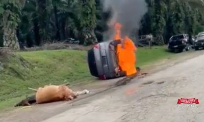 Penuduk bakar kereta selepas didakwa mencuri lembu