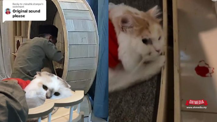 Kucing