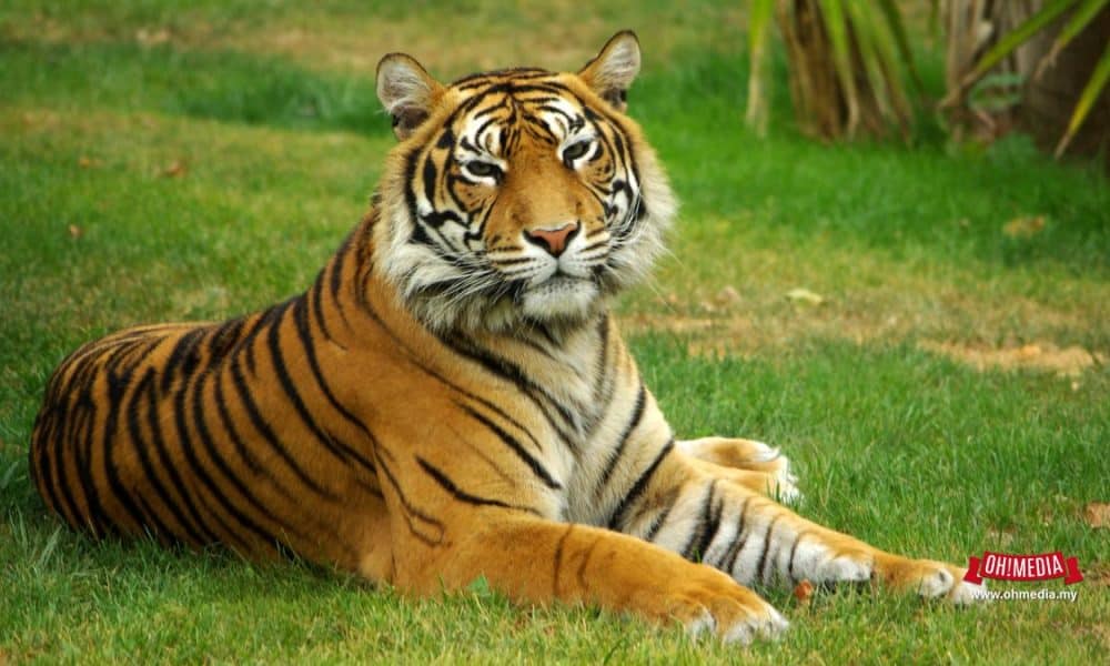 Ohmedia ateyn Featured Image   2024 10 15t180059384