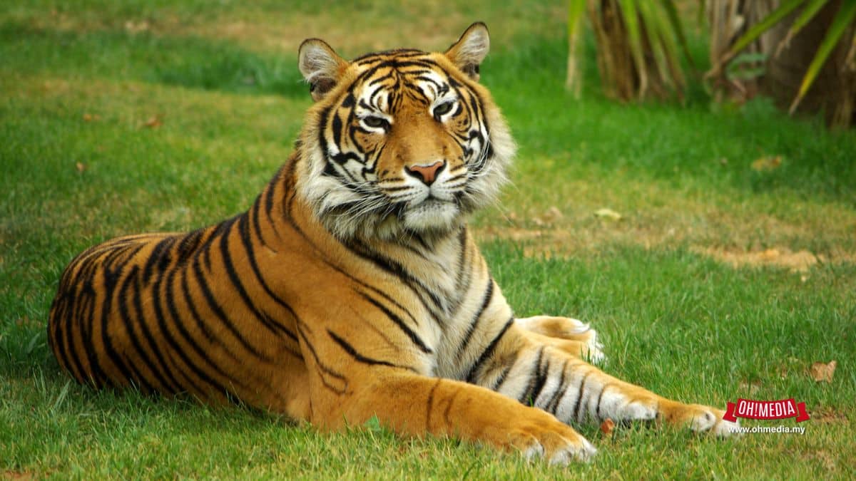 Ohmedia ateyn Featured Image   2024 10 15t180059384