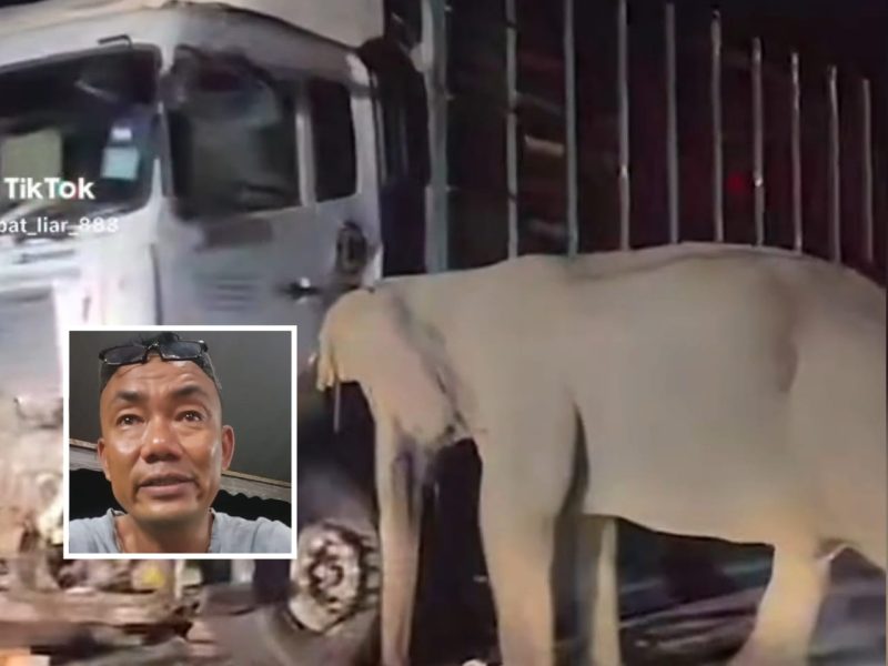 Saksi Cerita Kejadian Ibu Gajah Menangis Cuba Selamatkan Anak Di Gerik-Jeli Bikin Sebak