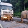 Pemandu lori gajah