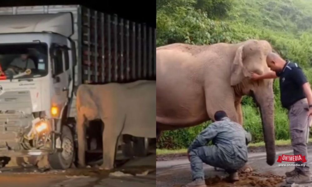 Saksi Cerita Kejadian Ibu Gajah Menangis Cuba Selamatkan Anak Di Gerik-Jeli Bikin Sebak | Oh! Media