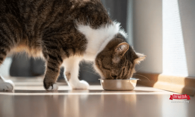 Kucing Memilih Makanan
