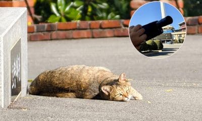 Ohmedia cover Vivo Review