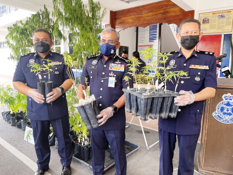 Pokok Ganja 2