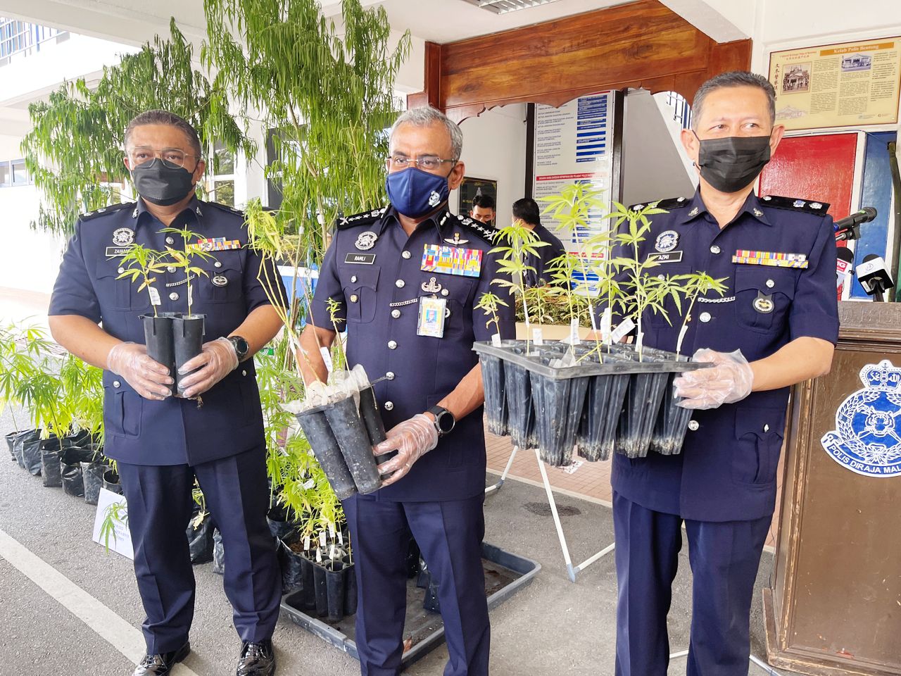 Pokok Ganja 2