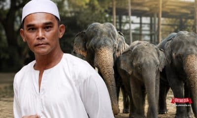 Man in a white tunic and cap stands to the left with a line of elephants behind him in a natural setting.