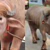 Ohmedia lembu Donald Trump
