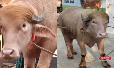 Ohmedia lembu Donald Trump