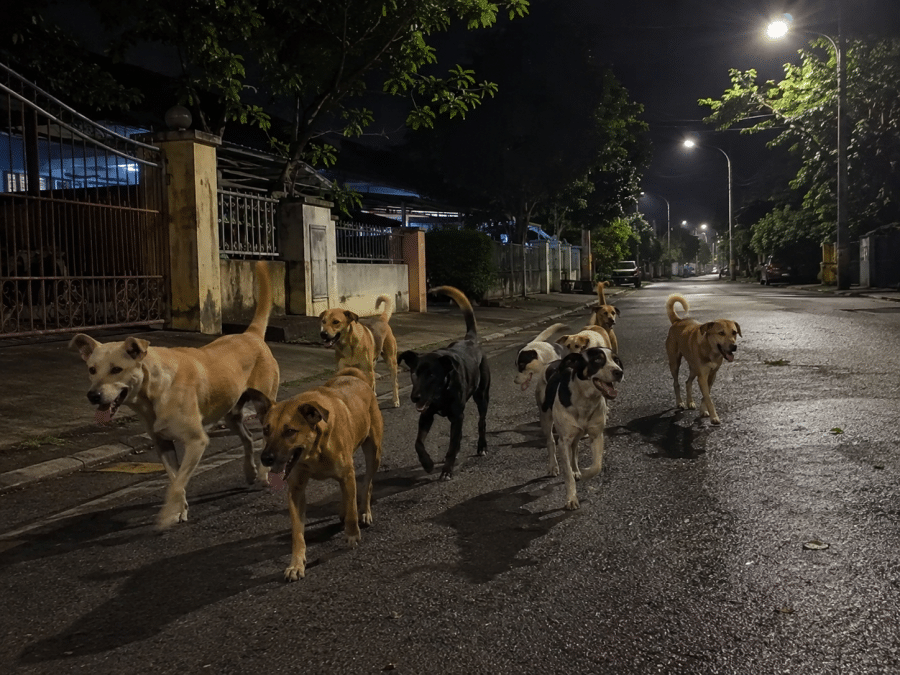 | mekanik dikejar anjing liar berdepan risiko kecederaan otak kekal | oh Tidak oh Media | oh Media