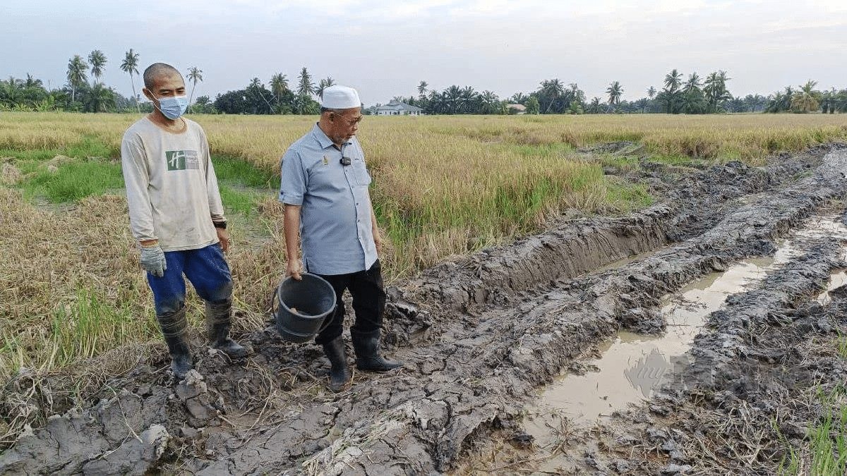 | pesawah terperangkap dalam hutang bantuan tunai mampu jadi penyelesaian | oh Media | oh Media pesawah