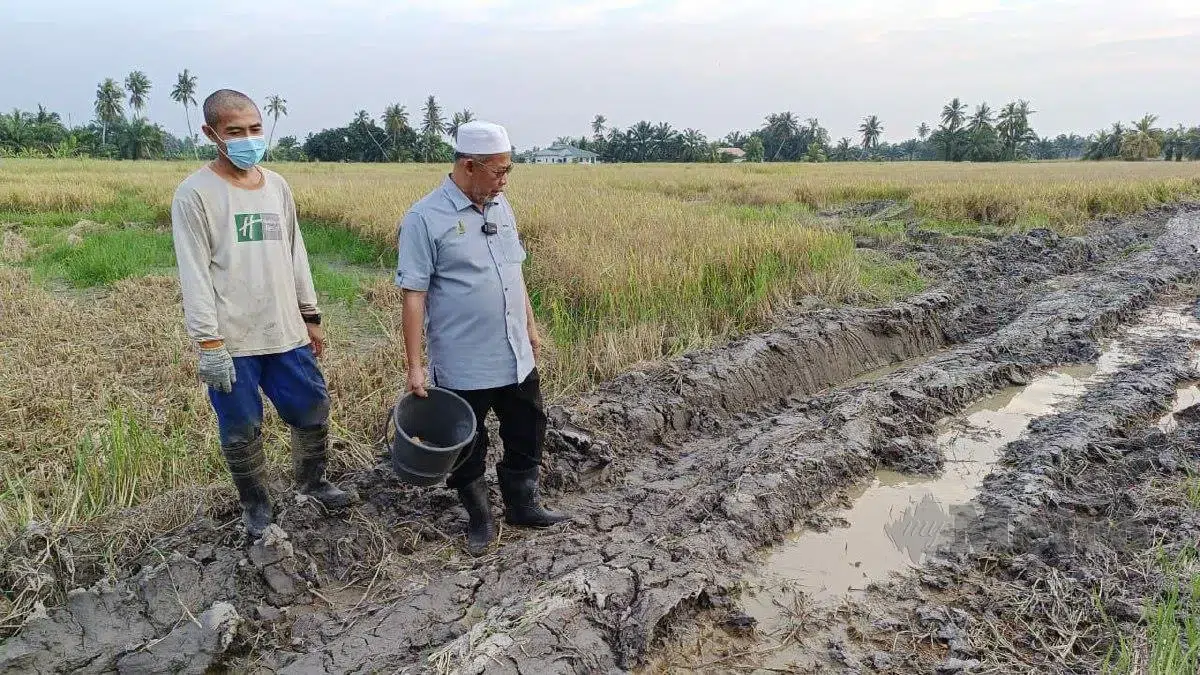 pesawah